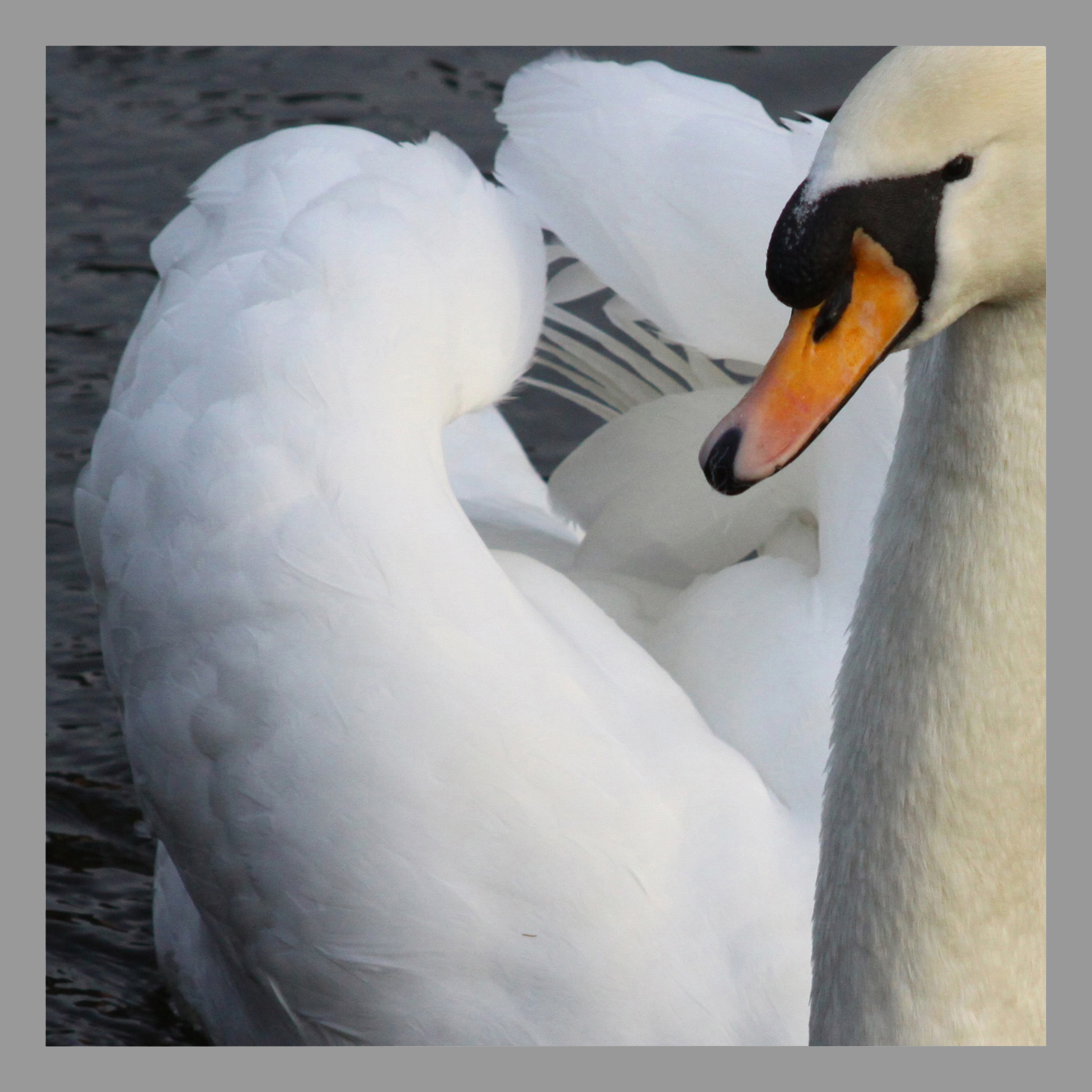 photograph of swan